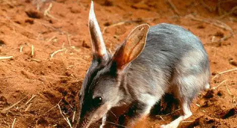 Австралия обяви тотална война на котките