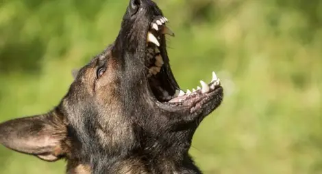 Куче отхапало ухото на спрял  да си завърже обувката мъж