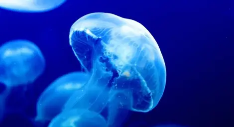 Мъж занесе в полицията медуза, помислил я за гръден имплант