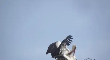 Щъркел "окраде" съседа си по гнездо /галерия и видео/