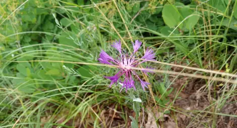 Ангеловата метличина е нежно лилаво цвете.