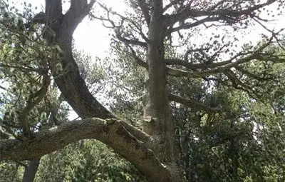 И Байкушевата мура като Колизея, забиват стотинки в нея