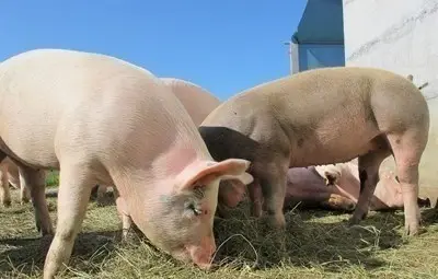 Румъния съобщи за над 500 огнища на африканска чума по свинете