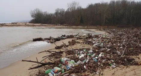 Устието на Камчия се превърна в борса за дърва /галерия/