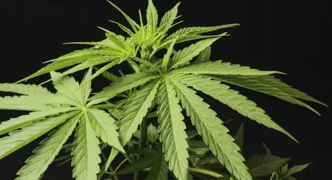 В Парагвай откриха 13 т марихуана на кораб, капитанът се застреля