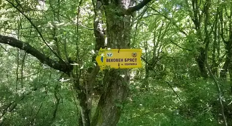 Табелите, указващи накъде да вървят туристите, които са сочели различни посоки, вече могат наистина да отведат туристите до това, което е останало от бряста. 