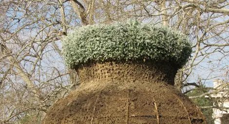 До 6 май Вазата ще се облече с новата си цветна дреха