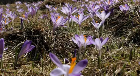 Лятна седмица, превалявания през втората половина
