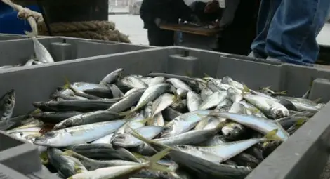 67% от БГ уловът на черноморска риба е в акваторията на област Бургас