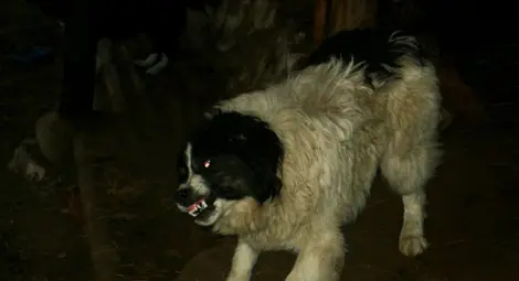 Собственик на свирепо куче плаща 60 000 лева обезщетениe за жестоко нахапана пенсионерка