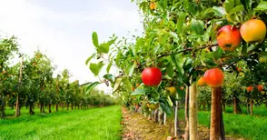 Овощари: Екосхемите в Стратегическия план са направени така, че да се откажем от тях