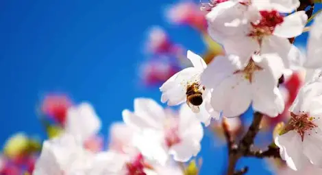 НИМХ: Максималните температури днес ще са между 13° и 18°, в София около 15° НИМХ: Максималните температури днес ще са между 13° и 18°, в София около 15°