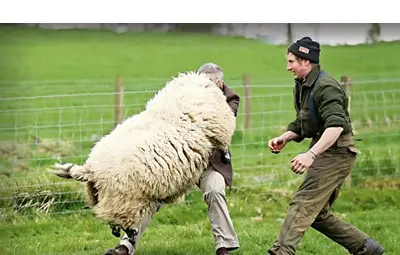 Шотландски политик се "бори" с овен предизборно