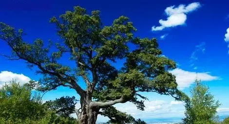 Прокълнати дъбове в Исперихско погубват влюбени