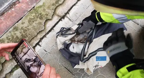 Спасиха с 40-метров кран бедстваща на покрива операта чайка