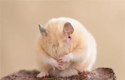 Учител изял жив хамстер пред ученици, показвал им колко е крехък животът