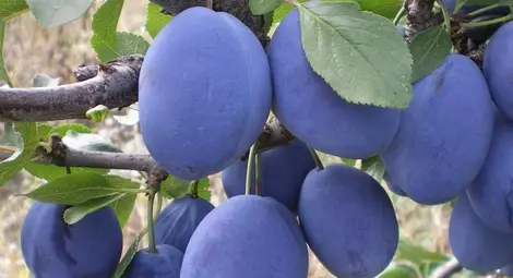 Костилкова оса унищожила 80% от сливовата реколта Костилкова оса унищожила 80% от сливовата реколта