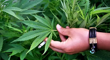 11 месеца условно за открити над 600 грама марихуана в Копривец