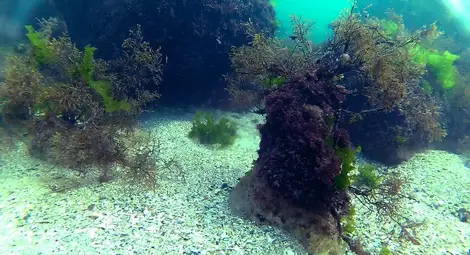 Вижте красотата на залива Болата под водата /галерия/