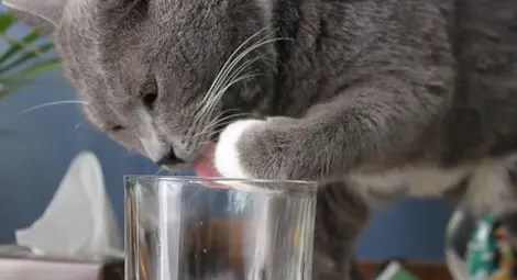 Прост трик разкрива  левичарка ли е котката