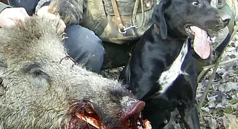 Хитри бракониери излизат на лов само с настървени кучета