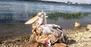 „Русчук Сребрийски“ ще представя България на международния финал на „Дунавски майстори“