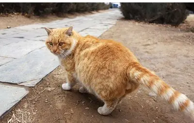 Ветеринари обясниха какво означават движенията на котешката опашка