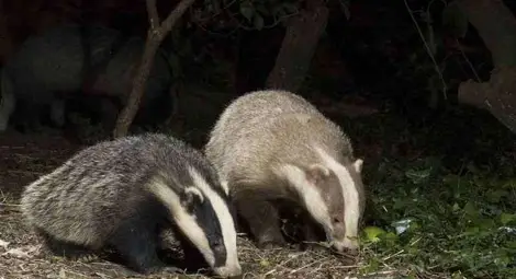 Язовци правят дигите на швейцарско сирене Язовци правят дигите на швейцарско сирене