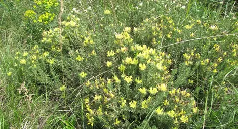 Застрашено растение цъфти в &bdquo;Стълпище&ldquo;