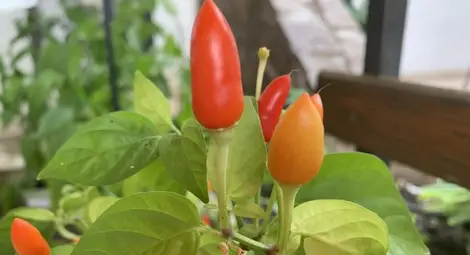 Люти чушки срещу сърдечни заболявания и диабет