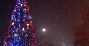 Коледна елха за 10 000 лева ще краси площада