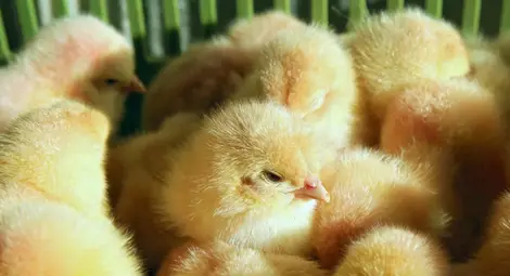 Пилета лекуват зависимостта на децата от смартфони в Индонезия