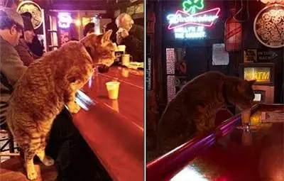 Котаракът Мистър Ву редовно ходи на бар и пие шотове мляко