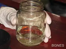 Няма данни за наличие на тигров комар във Варна