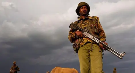 Последният северен бял носорог се пази с денонощна охрана