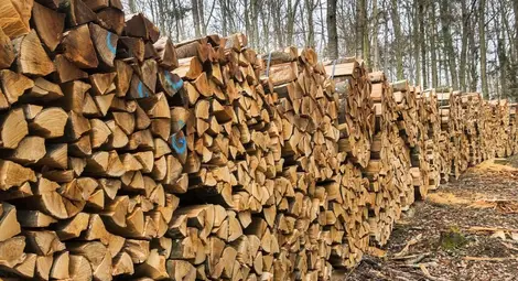 Горските продават дърва  за огрев по 36 лева кубика