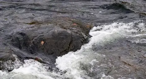 111 мигранти без малко да се удавят в Марица