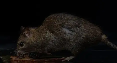 Как да се справим с плъховете у дома?