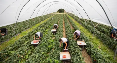 Спират да наемат българи и румънци за английски ферми