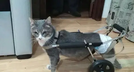 22 парализирани животинки проходиха с  инвалидните колички на механика Димитъ