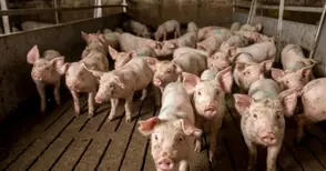 Свиневъди се опасяват от карантина  заради африканската чума