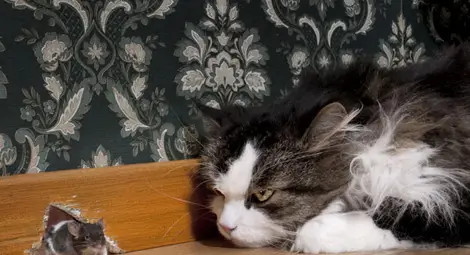 Котките ужасяват мишките чрез урината си Котките ужасяват мишките чрез урината си