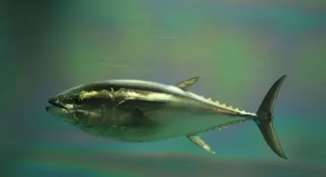 Мързелът може да спаси рибите