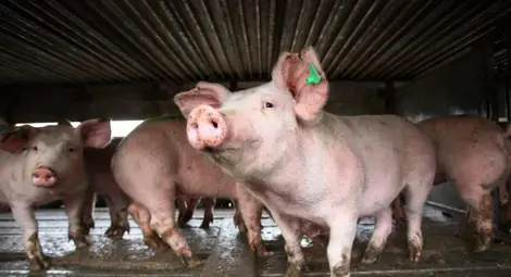 Африканската чума по дивите свине се завърна в Русенско