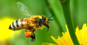 Обсъждат как да опазват  пчелите от пръскания