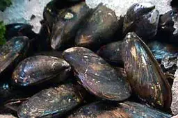 Мида на 507 г. - най-старото животно на Земята