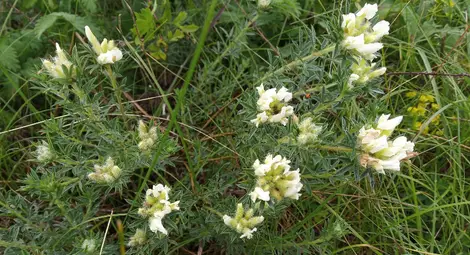 Ковачев зановец