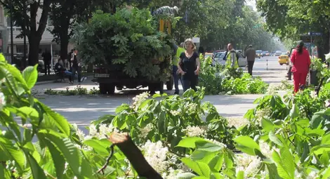 Санитарна сеч улеснява видеонаблюдението в Русе