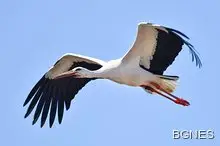 Започва Голямото преброяване на белите щъркели