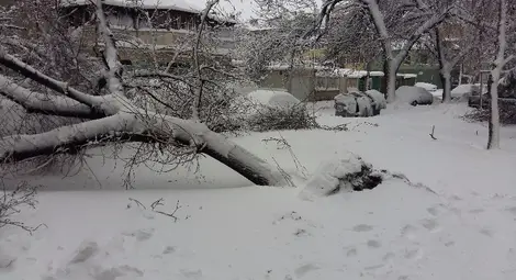 Десетки сигнали за паднали дървета и закъсали коли заляха пожарната